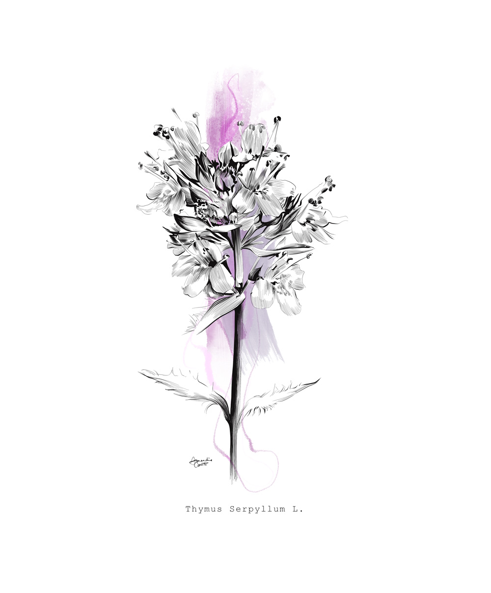 Thymus-Serpyllum-L